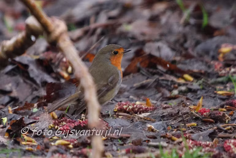 roodborst